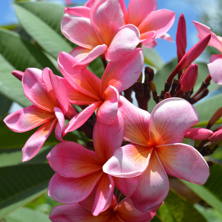 Plumeria (Frangipani) Flower: Meaning, Symbolism, And Colors | Pansy Maiden