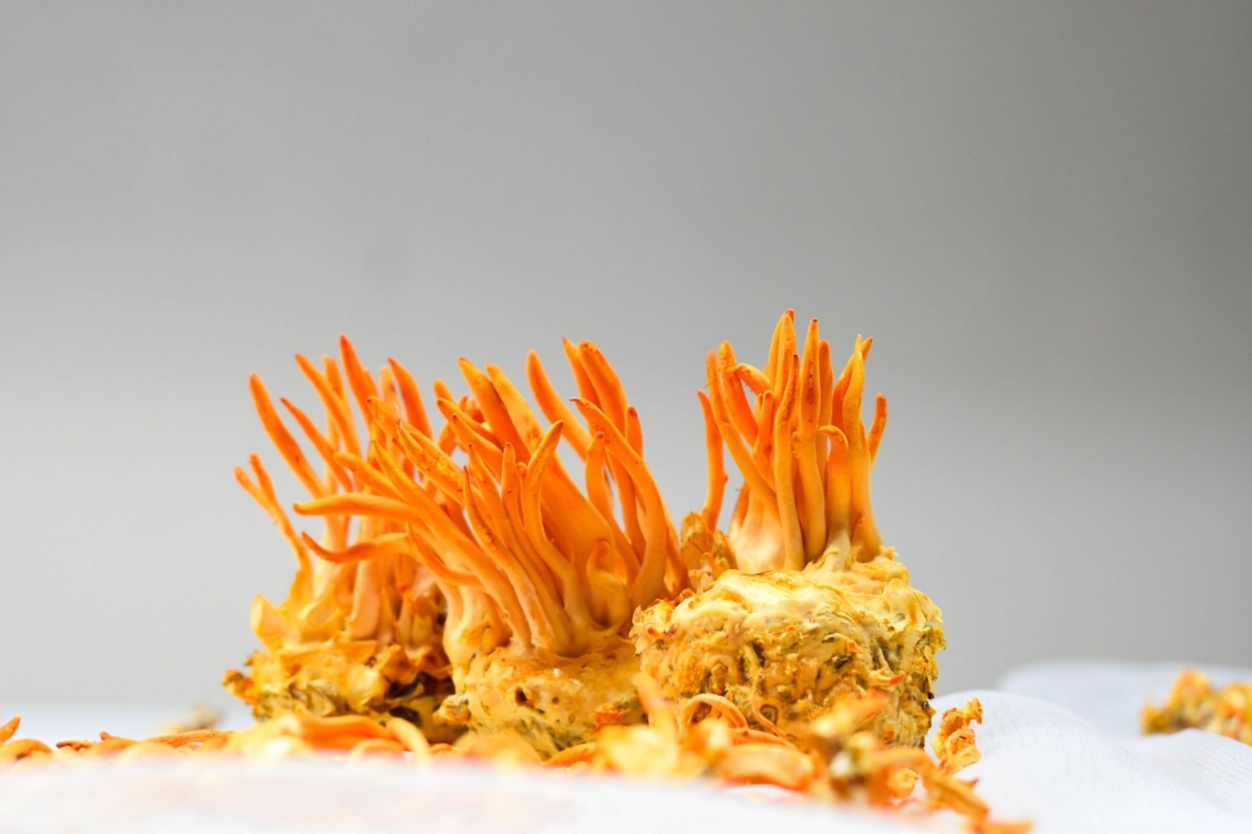 medicinal mushroom,medicinal mushrooms,medicinal mushroom supplements,cancer mushroom,cancer mushroom cordyceps,cancer mushroom coffee,mushroom cancer study,immunity mushroom,immunity mushrooms,mental boost mushroom,study mushroom,study mushrooms,lions mane adhd,lions mane powder uk,lions mane study,lion&#039;s mane research article,lion&#039;s mane learning,brain activity mushroom,brain function mushrooms,which mushroom good for brain,what is the best mushroom for brain health,mushroom for health,mushroom for healthy gut,mushrooms for health and longevity,best mushroom for health,mushroom for brain health,mushroom for kidney health,mushroom for gut health,mushroom for heart health,mushroom for liver health,mushroom for lung health