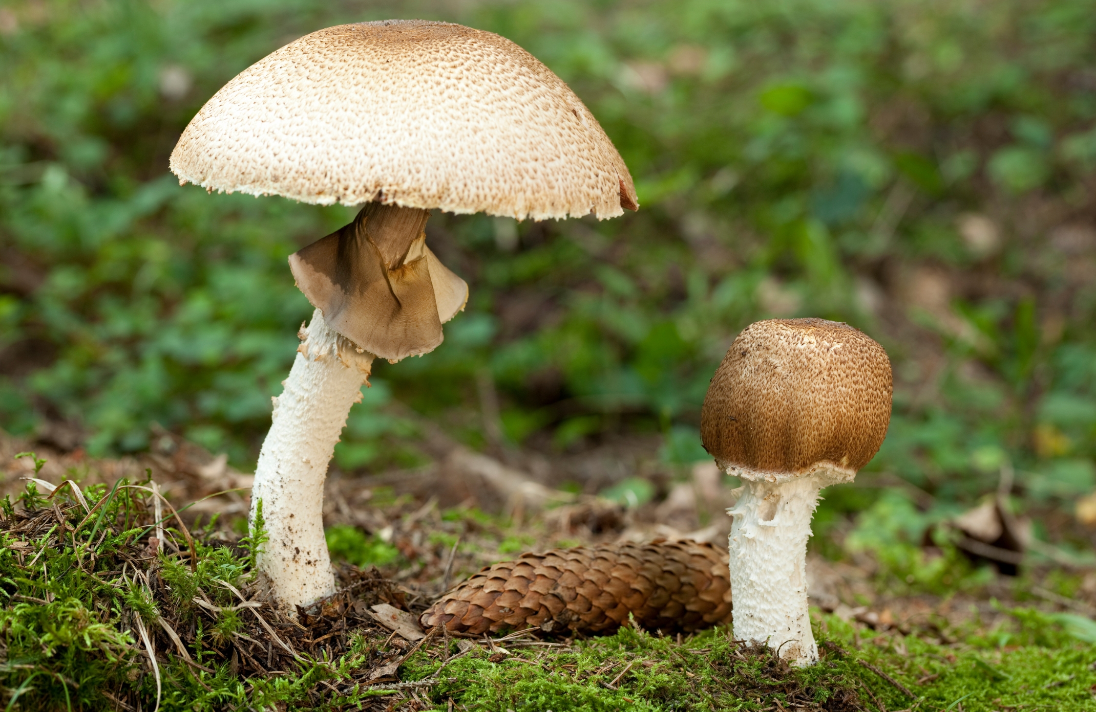 medicinal mushroom,medicinal mushrooms,medicinal mushroom supplements,cancer mushroom,cancer mushroom cordyceps,cancer mushroom coffee,mushroom cancer study,immunity mushroom,immunity mushrooms,mental boost mushroom,study mushroom,study mushrooms,lions mane adhd,lions mane powder uk,lions mane study,lion&#039;s mane research article,lion&#039;s mane learning,brain activity mushroom,brain function mushrooms,which mushroom good for brain,what is the best mushroom for brain health,mushroom for health,mushroom for healthy gut,mushrooms for health and longevity,best mushroom for health,mushroom for brain health,mushroom for kidney health,mushroom for gut health,mushroom for heart health,mushroom for liver health,mushroom for lung health