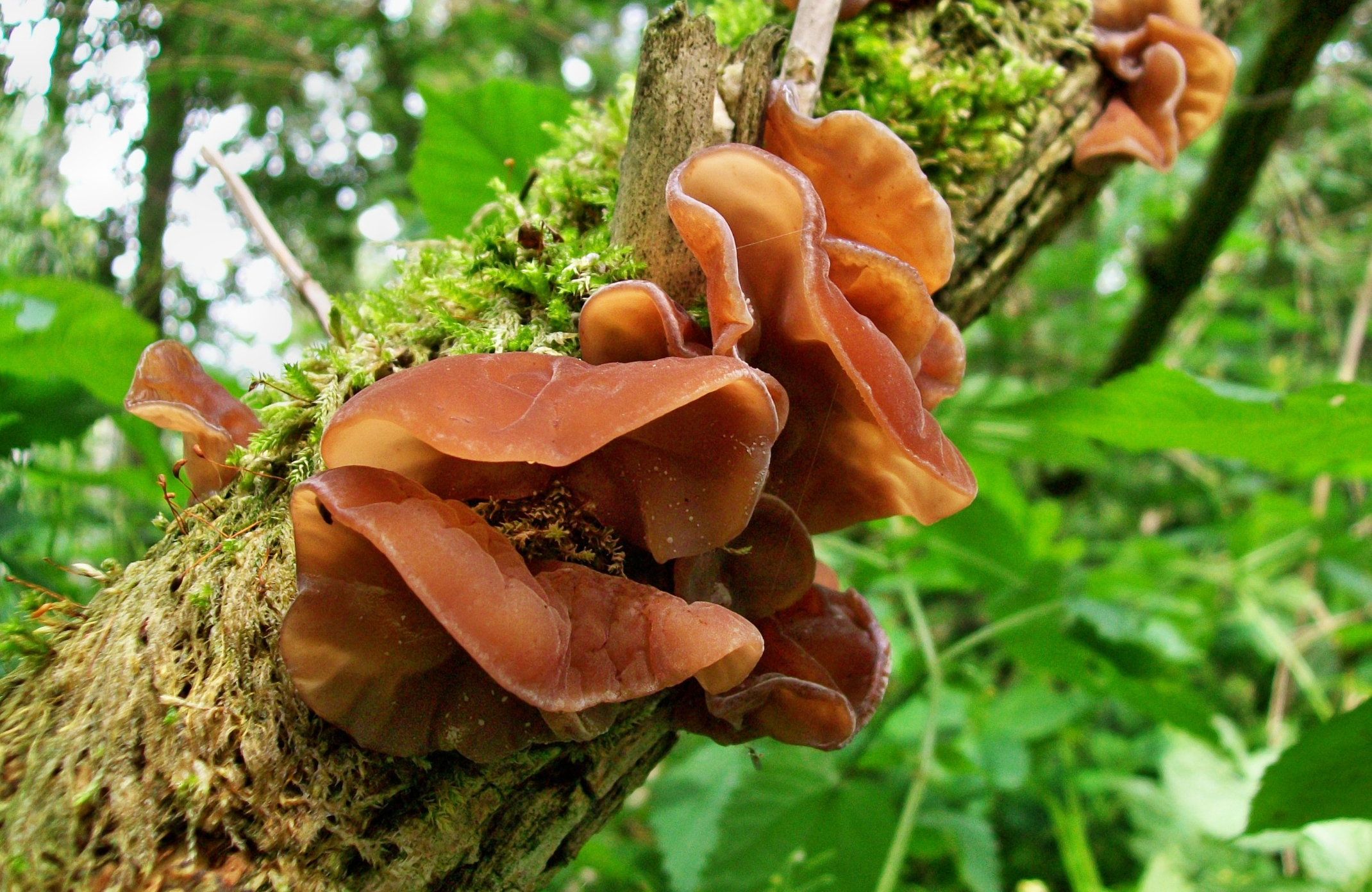 medicinal mushroom,medicinal mushrooms,medicinal mushroom supplements,cancer mushroom,cancer mushroom cordyceps,cancer mushroom coffee,mushroom cancer study,immunity mushroom,immunity mushrooms,mental boost mushroom,study mushroom,study mushrooms,lions mane adhd,lions mane powder uk,lions mane study,lion&#039;s mane research article,lion&#039;s mane learning,brain activity mushroom,brain function mushrooms,which mushroom good for brain,what is the best mushroom for brain health,mushroom for health,mushroom for healthy gut,mushrooms for health and longevity,best mushroom for health,mushroom for brain health,mushroom for kidney health,mushroom for gut health,mushroom for heart health,mushroom for liver health,mushroom for lung health