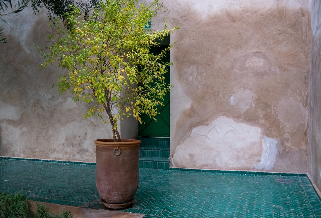Top 10 Things to do in Marrakech 2 a potted plant sitting on top of a green tiled floor