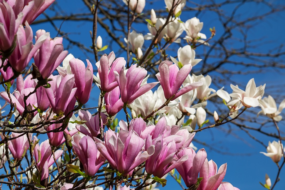 Magnolia tree with flowers