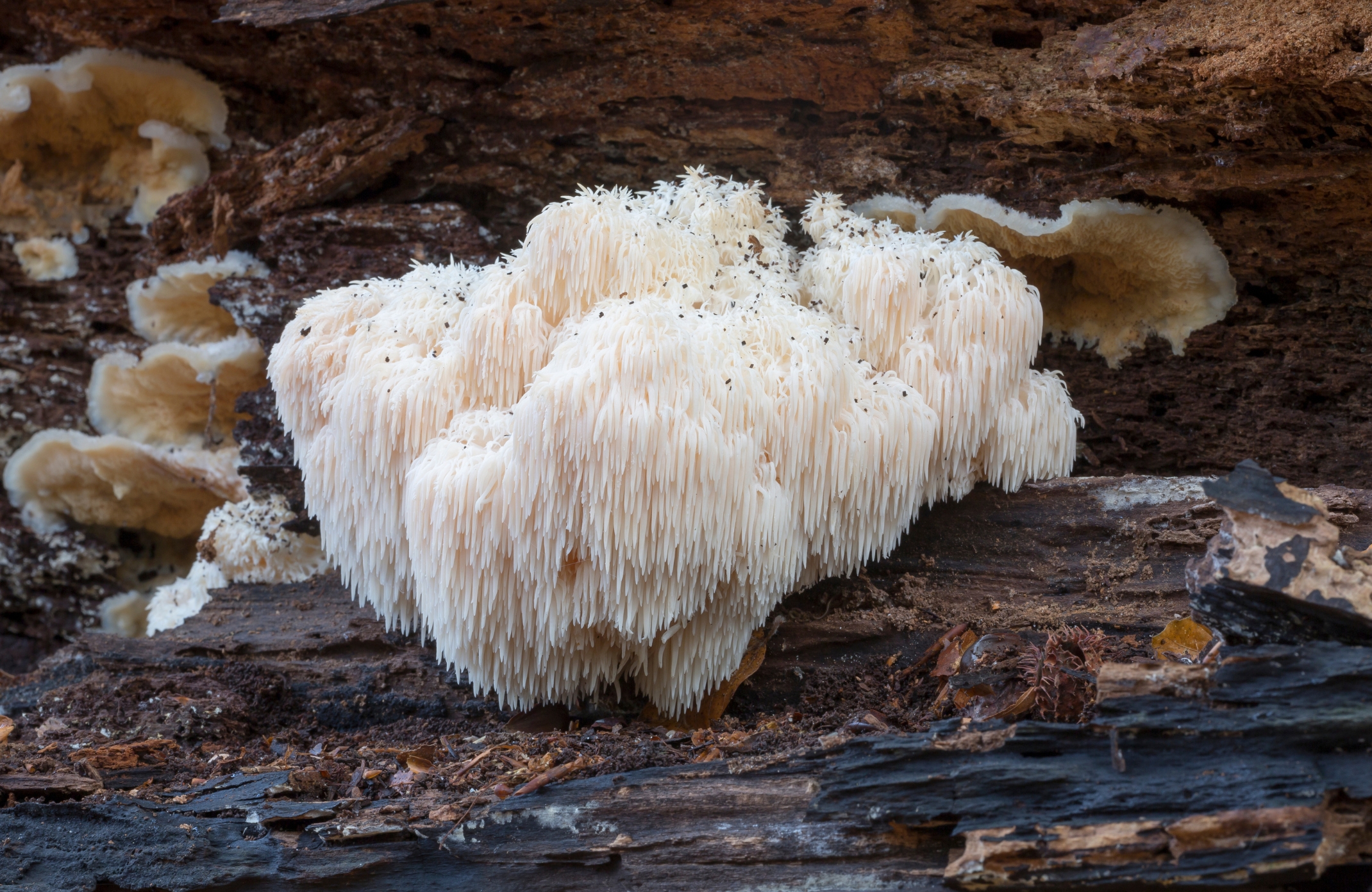 medicinal mushroom,medicinal mushrooms,medicinal mushroom supplements,cancer mushroom,cancer mushroom cordyceps,cancer mushroom coffee,mushroom cancer study,immunity mushroom,immunity mushrooms,mental boost mushroom,study mushroom,study mushrooms,lions mane adhd,lions mane powder uk,lions mane study,lion&#039;s mane research article,lion&#039;s mane learning,brain activity mushroom,brain function mushrooms,which mushroom good for brain,what is the best mushroom for brain health,mushroom for health,mushroom for healthy gut,mushrooms for health and longevity,best mushroom for health,mushroom for brain health,mushroom for kidney health,mushroom for gut health,mushroom for heart health,mushroom for liver health,mushroom for lung health