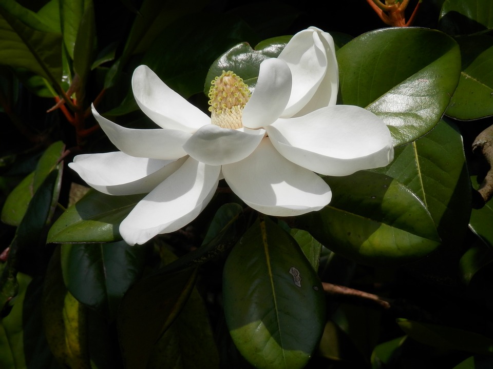 Magnolia Flower