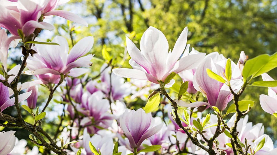 Magnolia Flowers