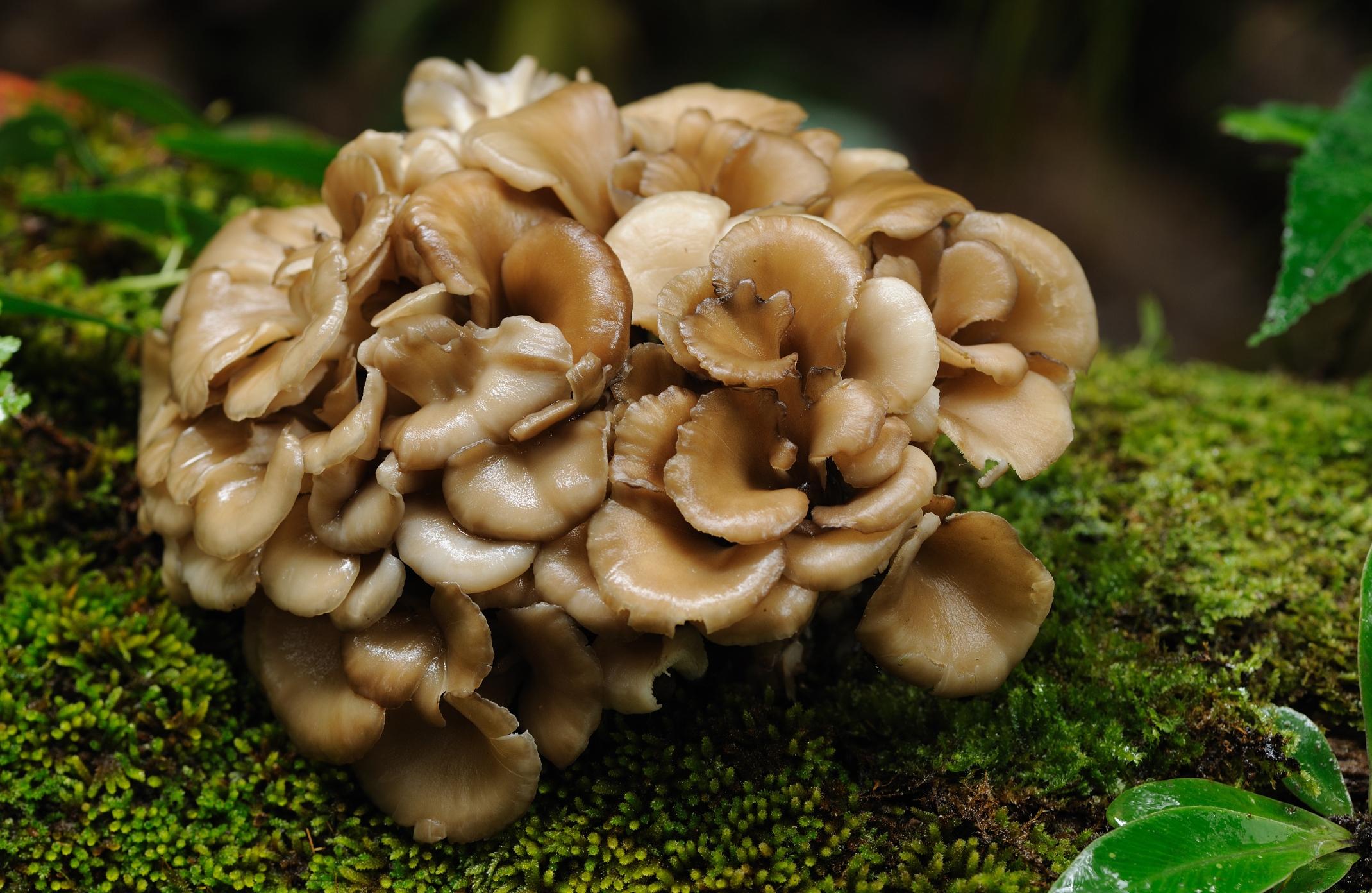 medicinal mushroom,medicinal mushrooms,medicinal mushroom supplements,cancer mushroom,cancer mushroom cordyceps,cancer mushroom coffee,mushroom cancer study,immunity mushroom,immunity mushrooms,mental boost mushroom,study mushroom,study mushrooms,lions mane adhd,lions mane powder uk,lions mane study,lion&#039;s mane research article,lion&#039;s mane learning,brain activity mushroom,brain function mushrooms,which mushroom good for brain,what is the best mushroom for brain health,mushroom for health,mushroom for healthy gut,mushrooms for health and longevity,best mushroom for health,mushroom for brain health,mushroom for kidney health,mushroom for gut health,mushroom for heart health,mushroom for liver health,mushroom for lung health