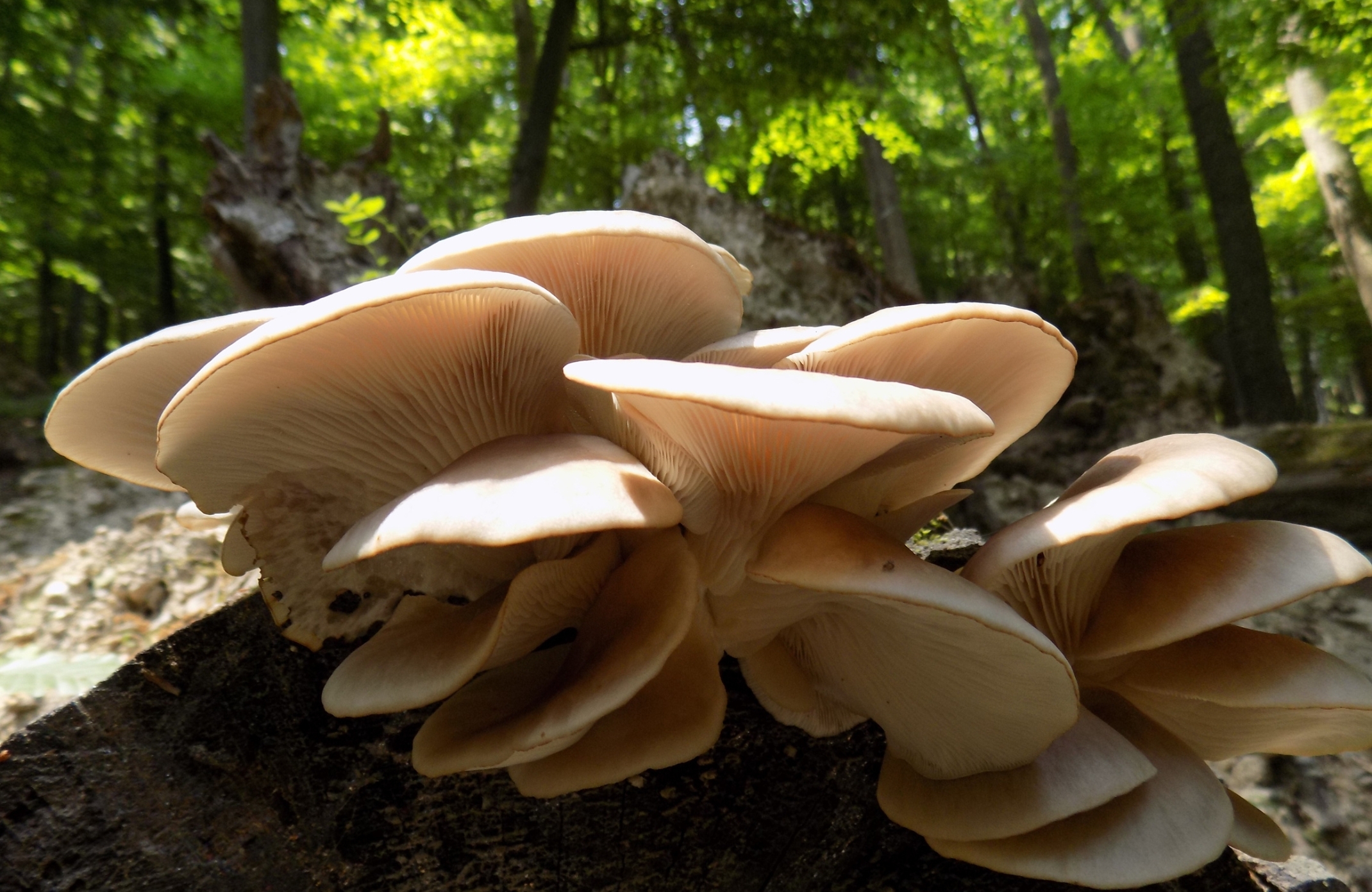 medicinal mushroom,medicinal mushrooms,medicinal mushroom supplements,cancer mushroom,cancer mushroom cordyceps,cancer mushroom coffee,mushroom cancer study,immunity mushroom,immunity mushrooms,mental boost mushroom,study mushroom,study mushrooms,lions mane adhd,lions mane powder uk,lions mane study,lion&#039;s mane research article,lion&#039;s mane learning,brain activity mushroom,brain function mushrooms,which mushroom good for brain,what is the best mushroom for brain health,mushroom for health,mushroom for healthy gut,mushrooms for health and longevity,best mushroom for health,mushroom for brain health,mushroom for kidney health,mushroom for gut health,mushroom for heart health,mushroom for liver health,mushroom for lung health