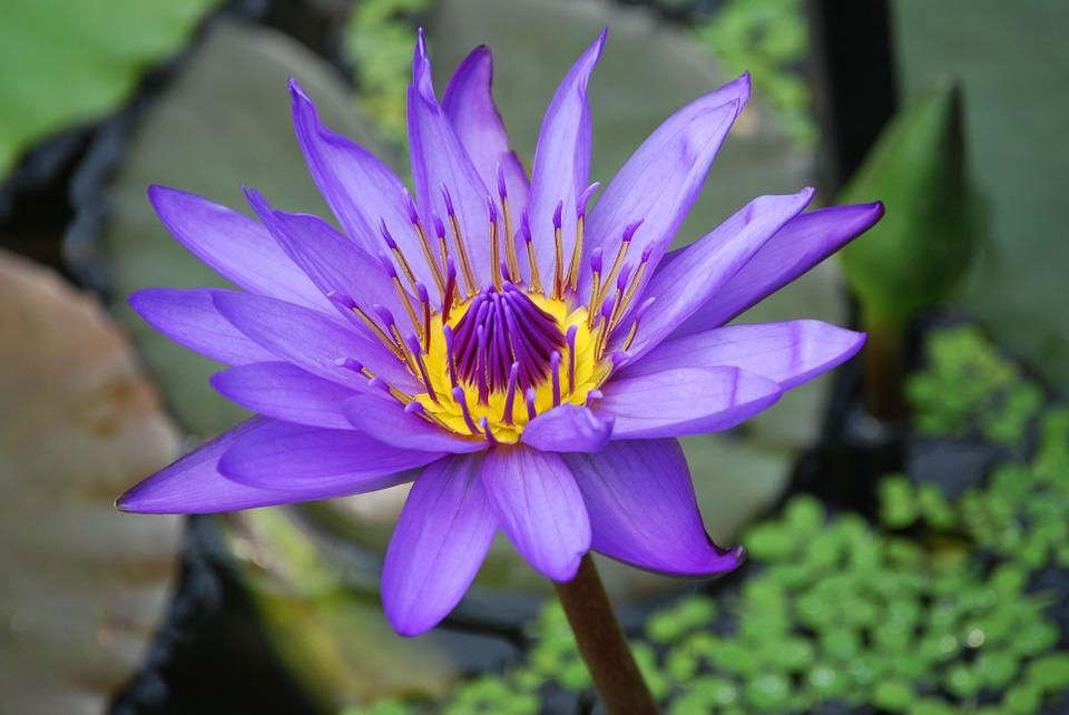 lily-pad-flower-meaning-symbolism-and-colors-pansy-maiden