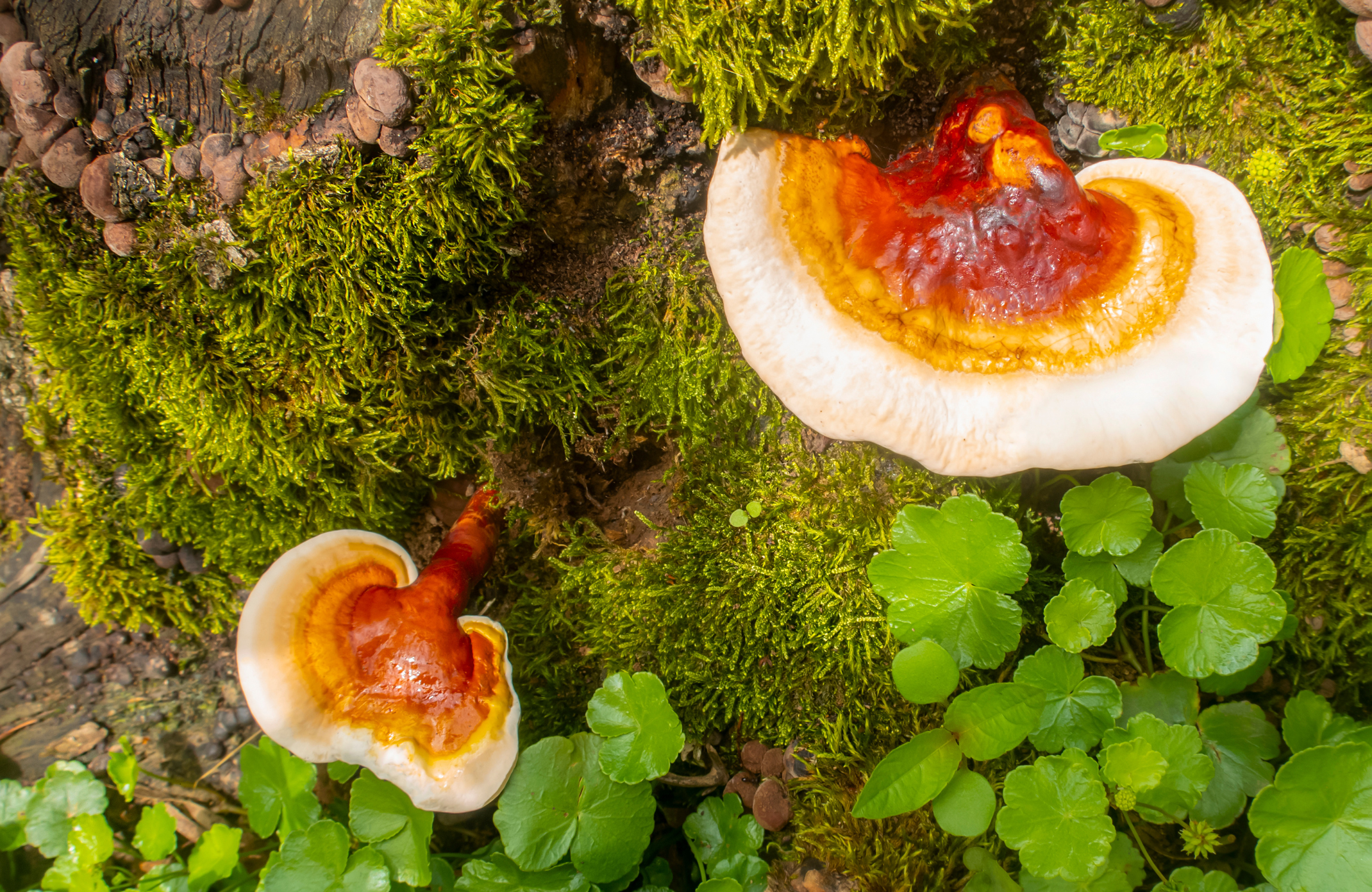 medicinal mushroom,medicinal mushrooms,medicinal mushroom supplements,cancer mushroom,cancer mushroom cordyceps,cancer mushroom coffee,mushroom cancer study,immunity mushroom,immunity mushrooms,mental boost mushroom,study mushroom,study mushrooms,lions mane adhd,lions mane powder uk,lions mane study,lion&#039;s mane research article,lion&#039;s mane learning,brain activity mushroom,brain function mushrooms,which mushroom good for brain,what is the best mushroom for brain health,mushroom for health,mushroom for healthy gut,mushrooms for health and longevity,best mushroom for health,mushroom for brain health,mushroom for kidney health,mushroom for gut health,mushroom for heart health,mushroom for liver health,mushroom for lung health