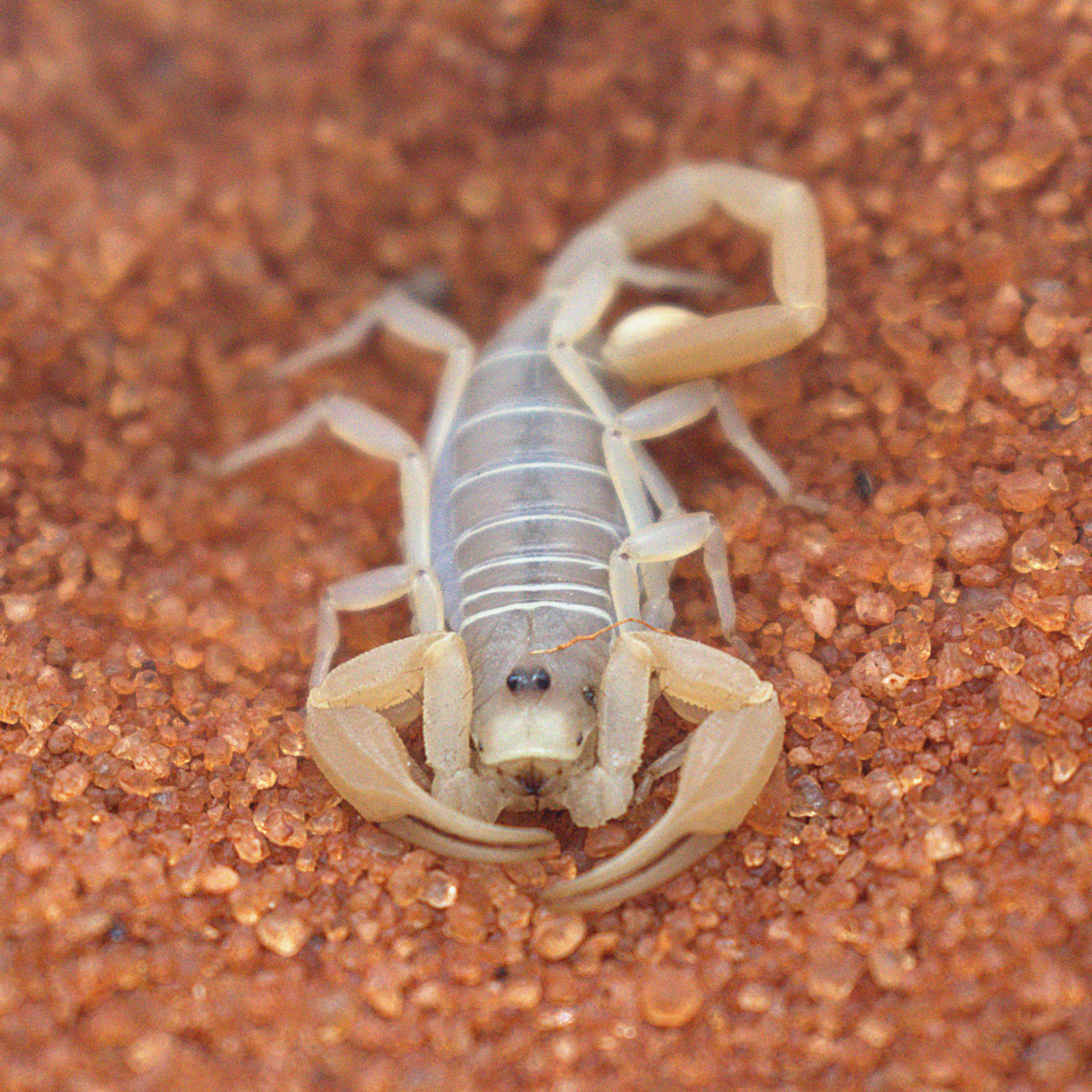 How long do scorpions live? 