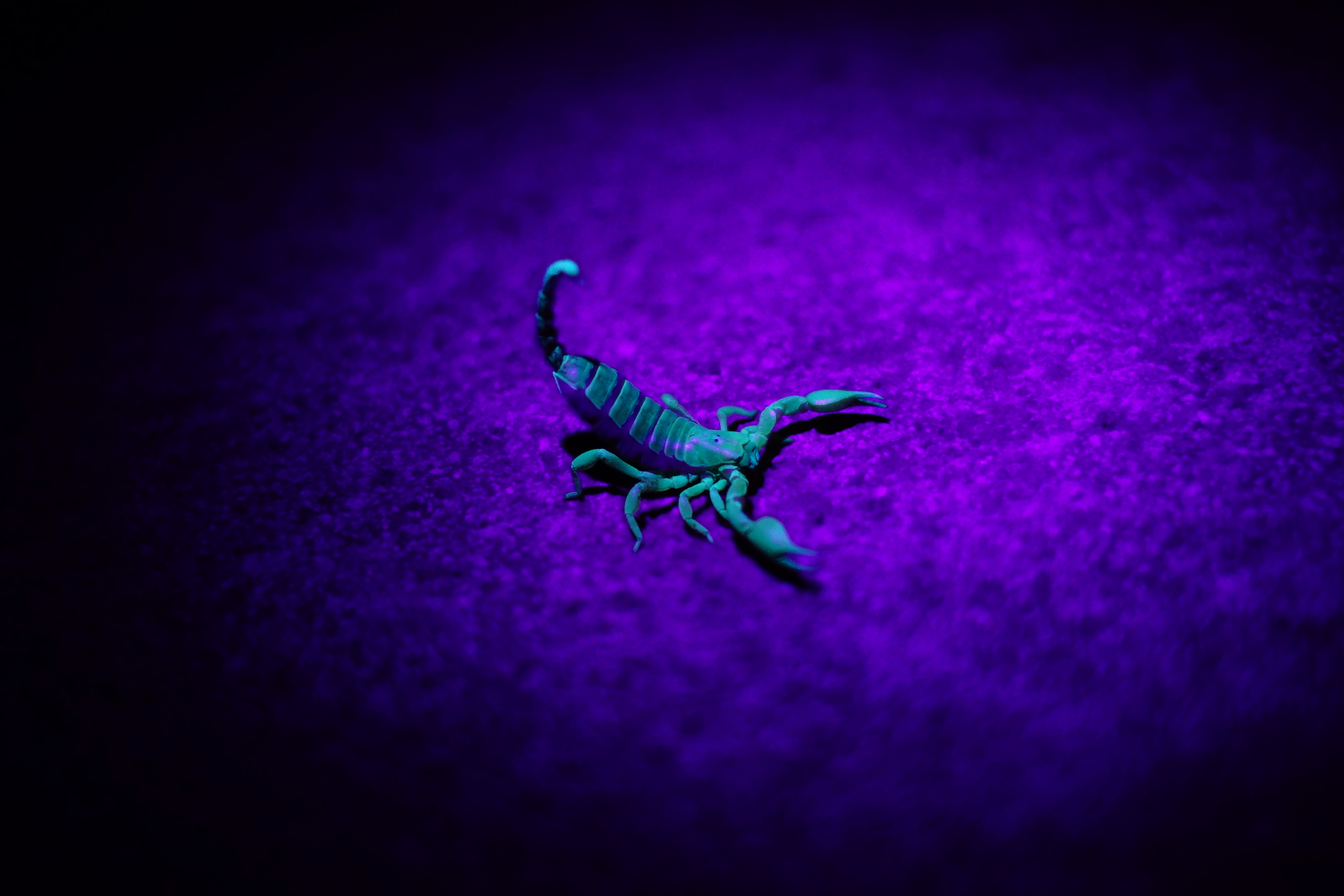 How fast do scorpions move?