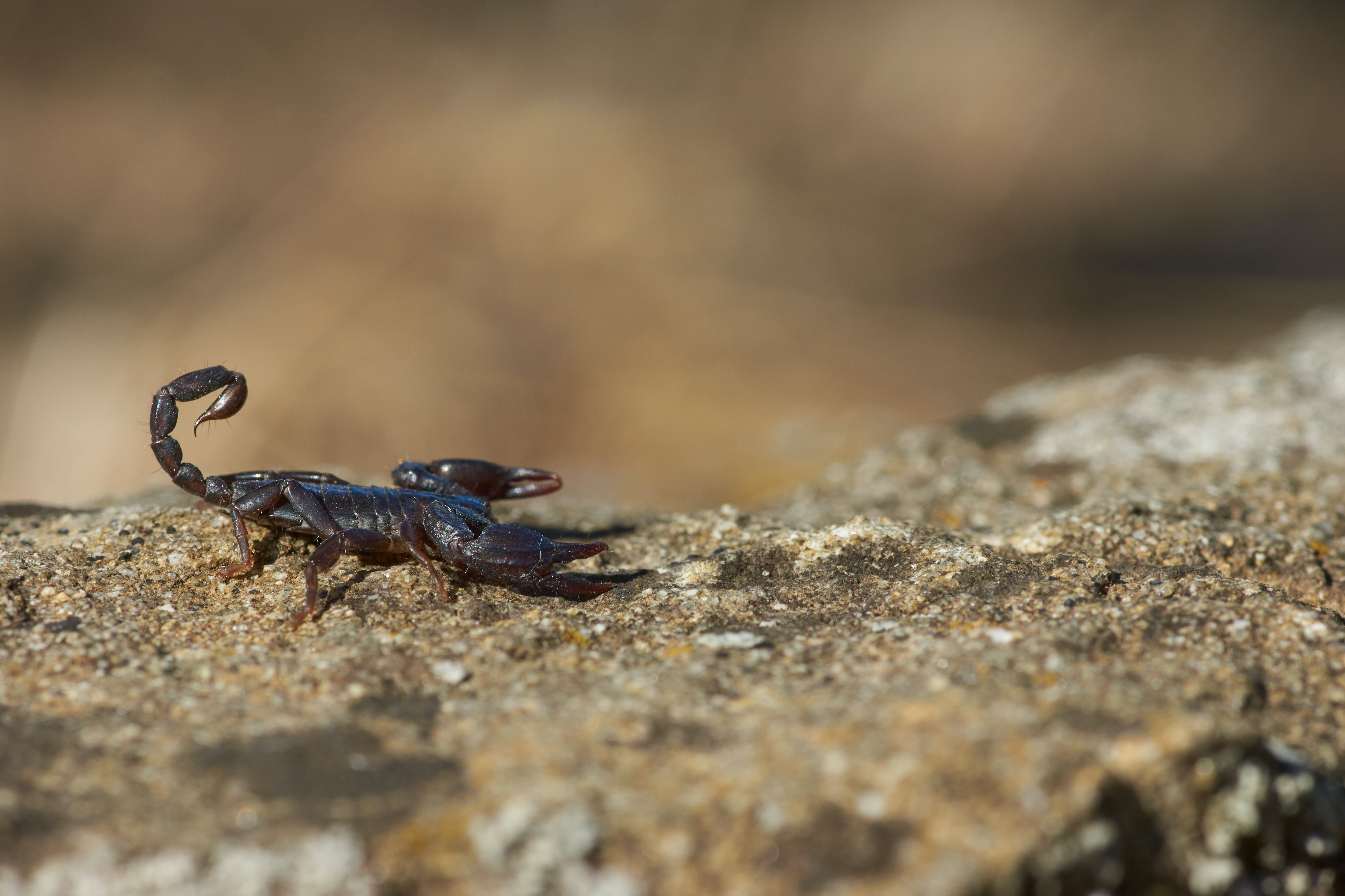 How fast do scorpions move?