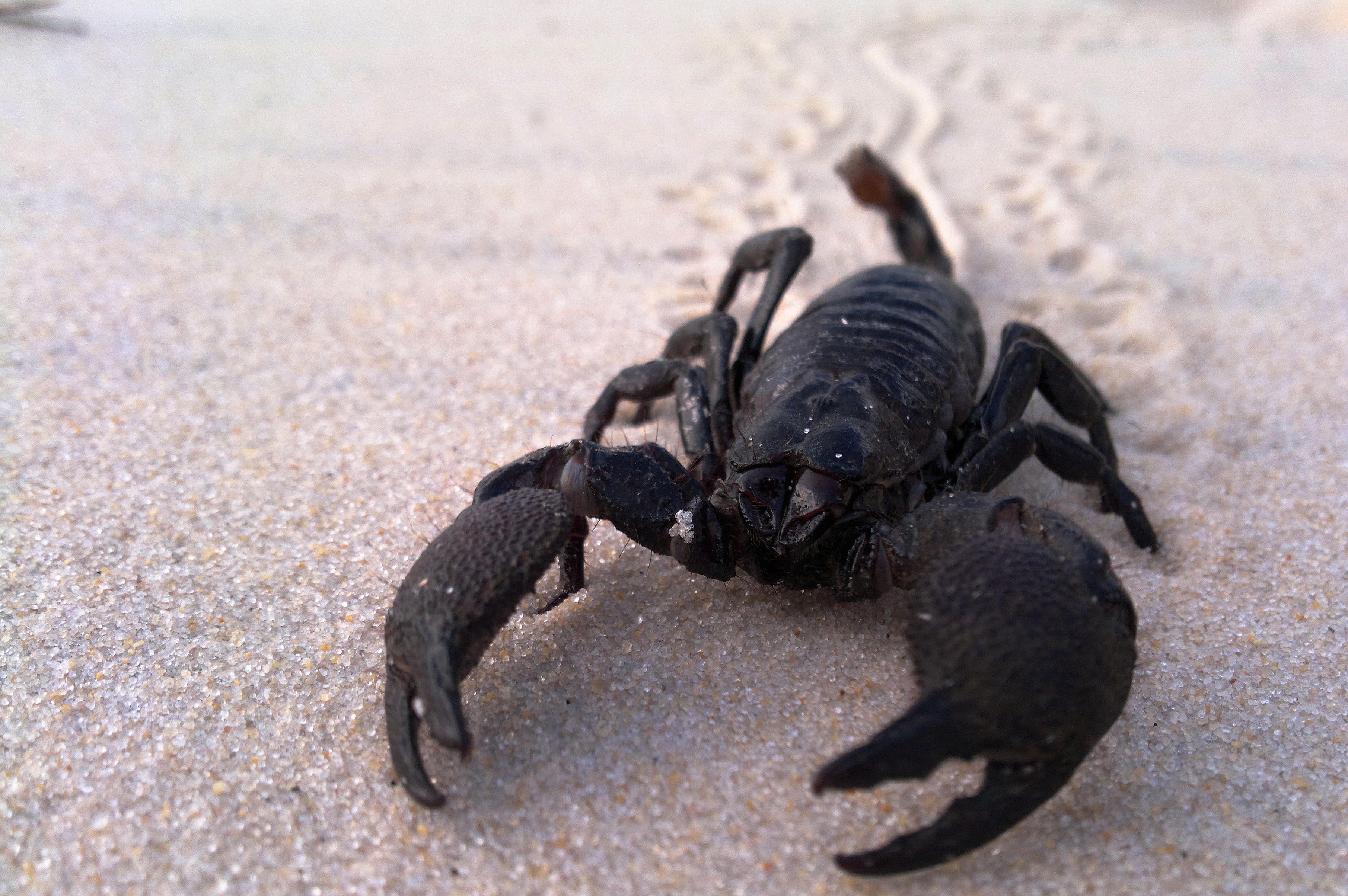 Can a scorpion live without its stinger?