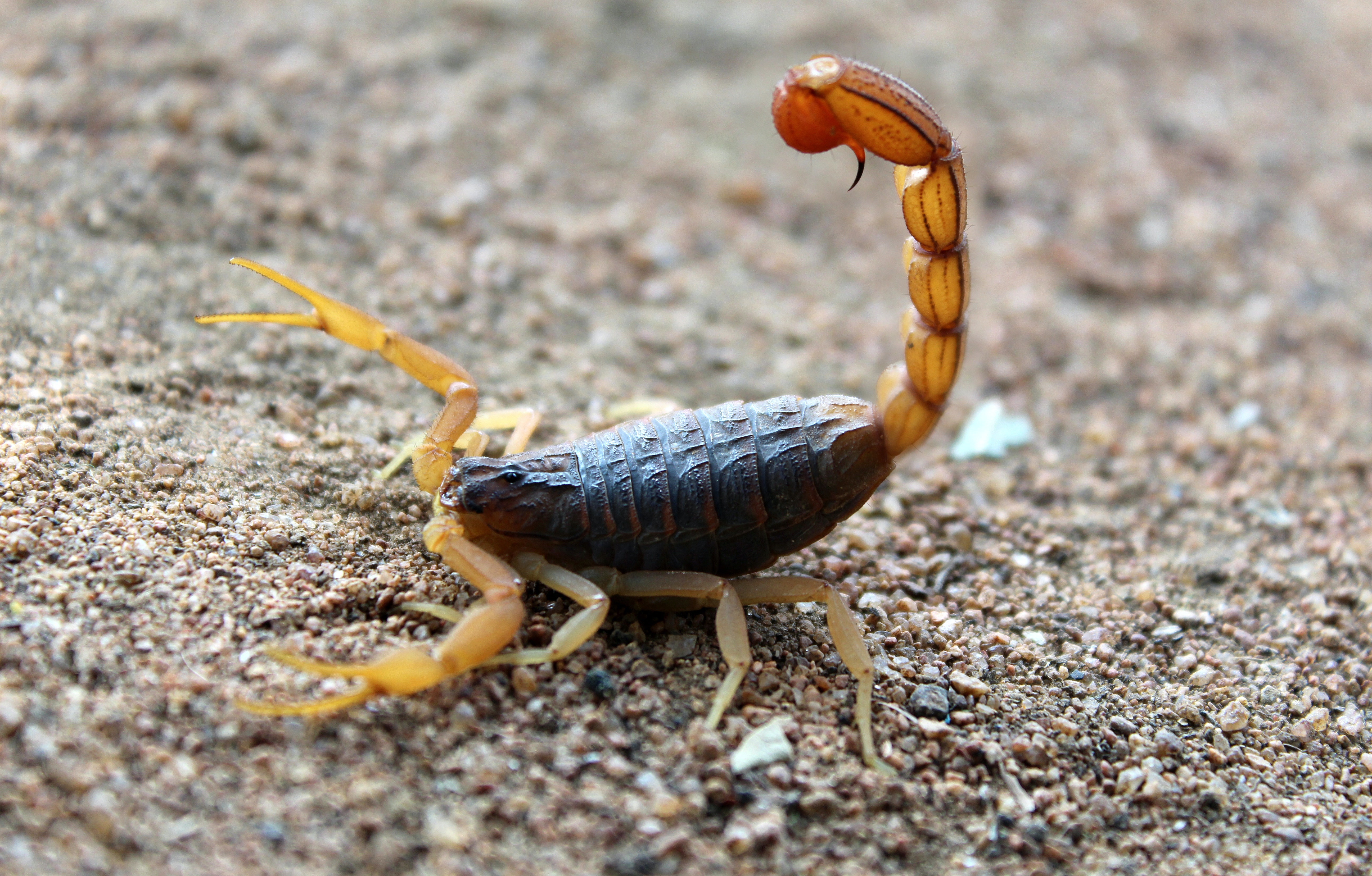 Can a scorpion live without its stinger?