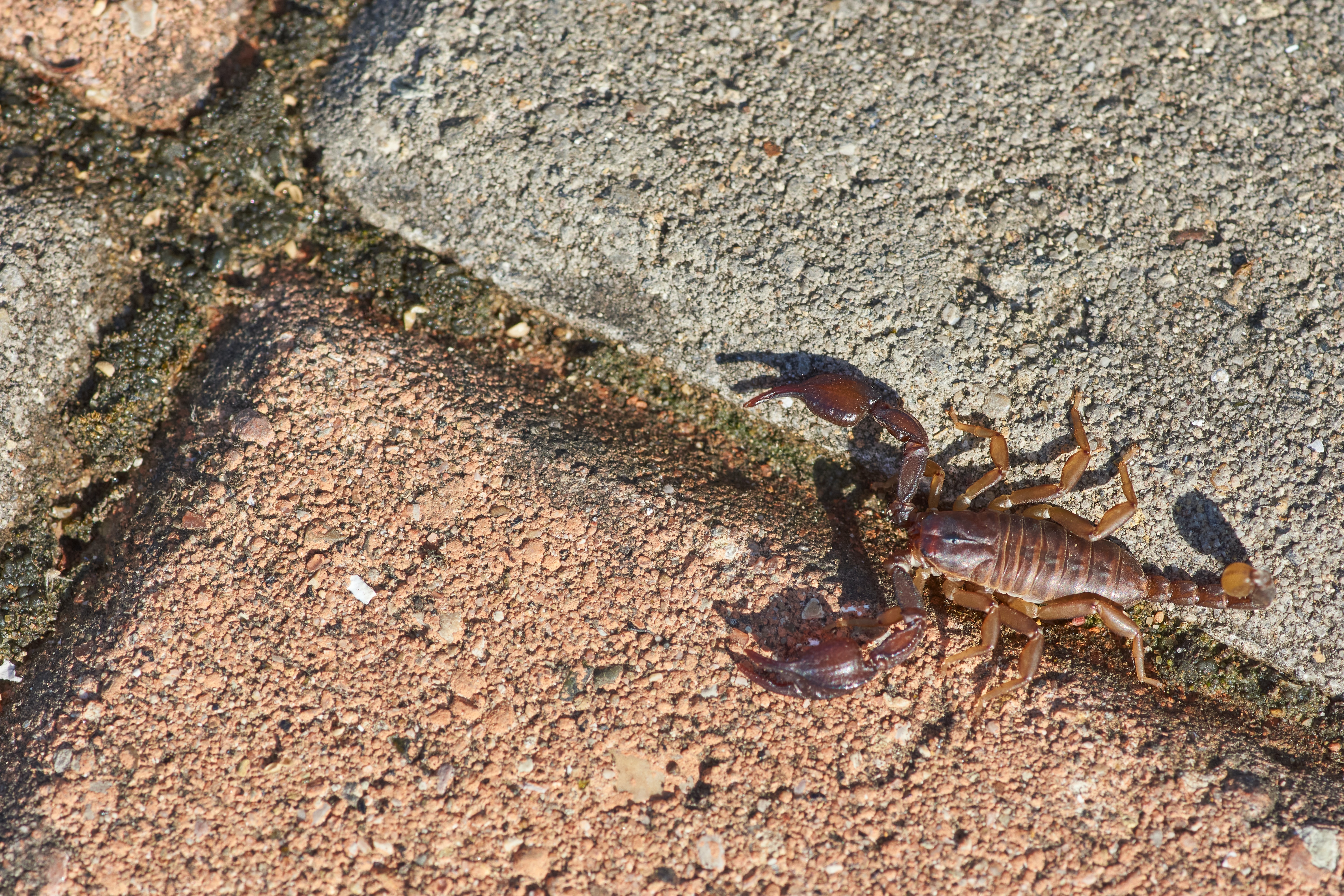 How fast do scorpions move?