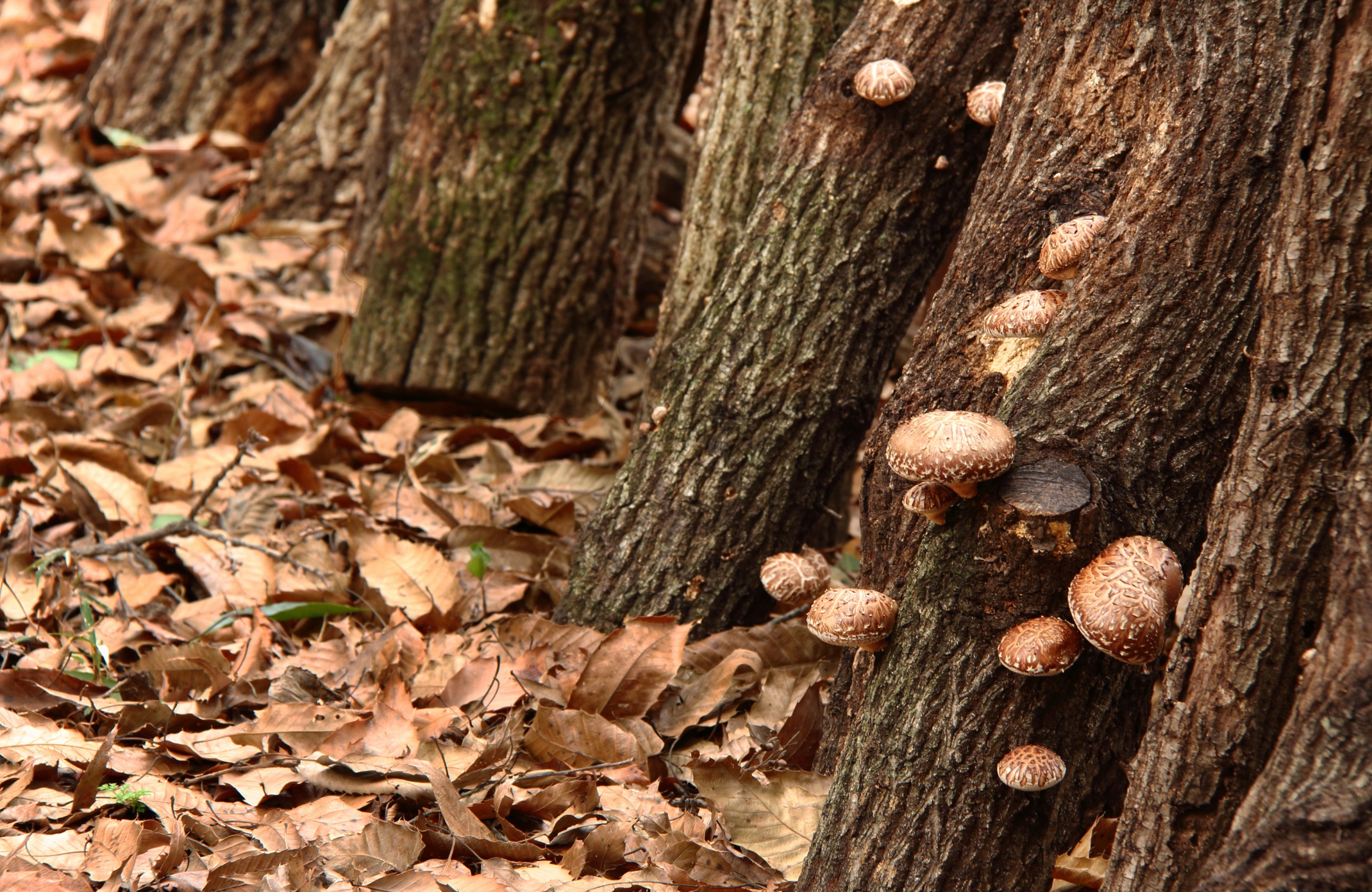 medicinal mushroom,medicinal mushrooms,medicinal mushroom supplements,cancer mushroom,cancer mushroom cordyceps,cancer mushroom coffee,mushroom cancer study,immunity mushroom,immunity mushrooms,mental boost mushroom,study mushroom,study mushrooms,lions mane adhd,lions mane powder uk,lions mane study,lion&#039;s mane research article,lion&#039;s mane learning,brain activity mushroom,brain function mushrooms,which mushroom good for brain,what is the best mushroom for brain health,mushroom for health,mushroom for healthy gut,mushrooms for health and longevity,best mushroom for health,mushroom for brain health,mushroom for kidney health,mushroom for gut health,mushroom for heart health,mushroom for liver health,mushroom for lung health