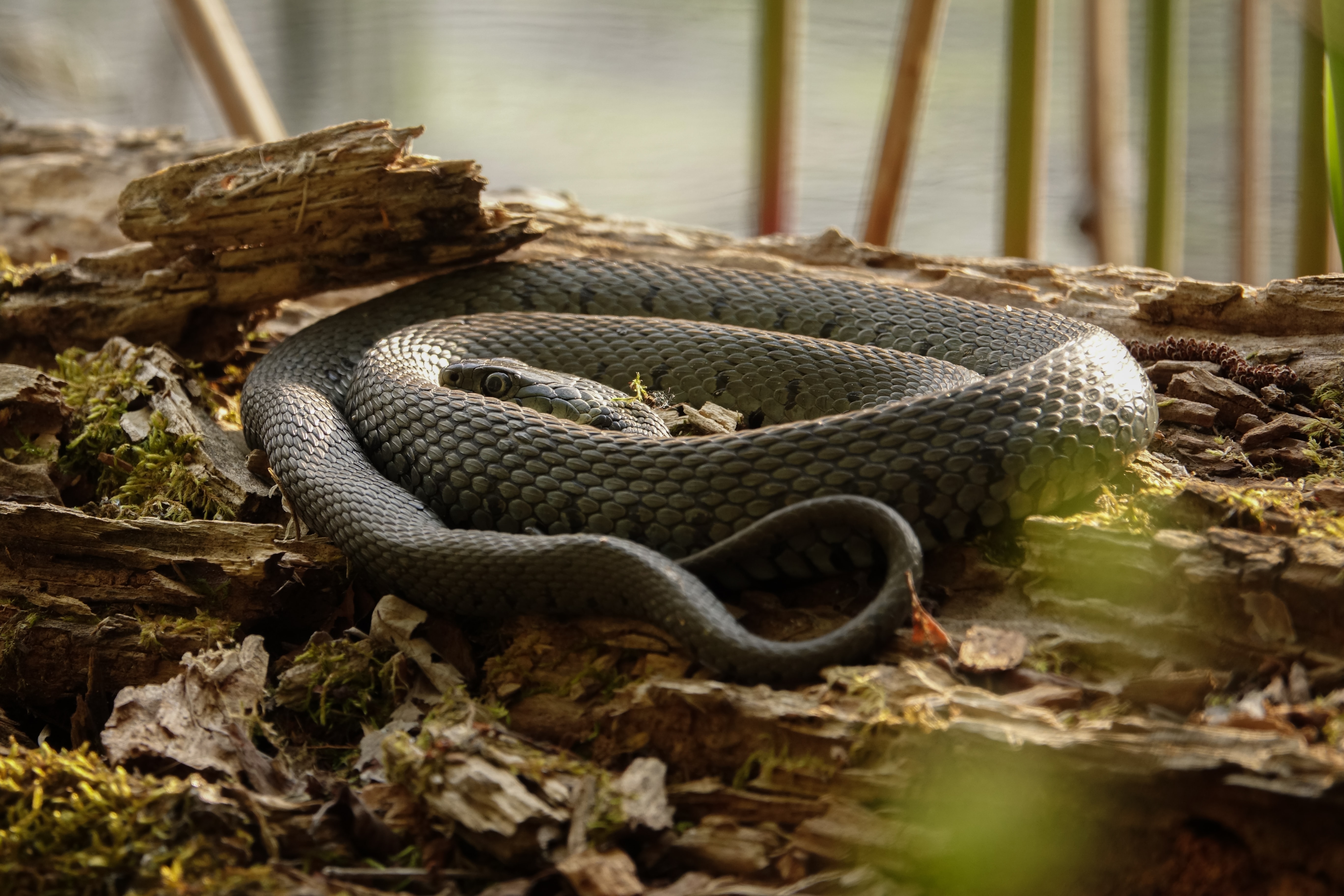 grass snake eggs