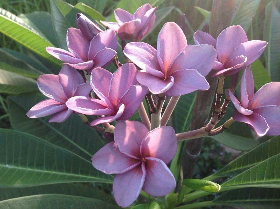 Frangipani Flower Meaning Symbolism And Colors Pansy Maiden