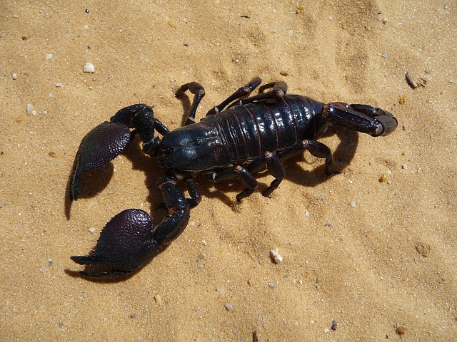 How big do Emperor Scorpions get?