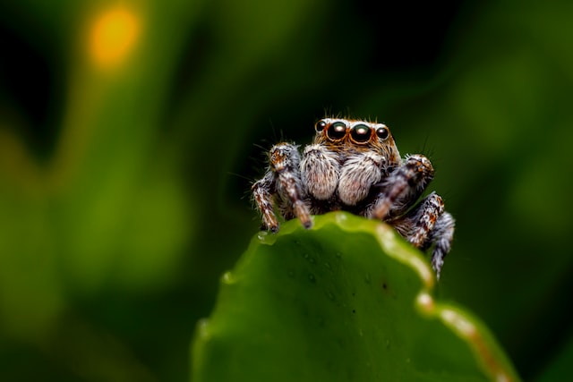 Are Jumping Spiders Aggressive?