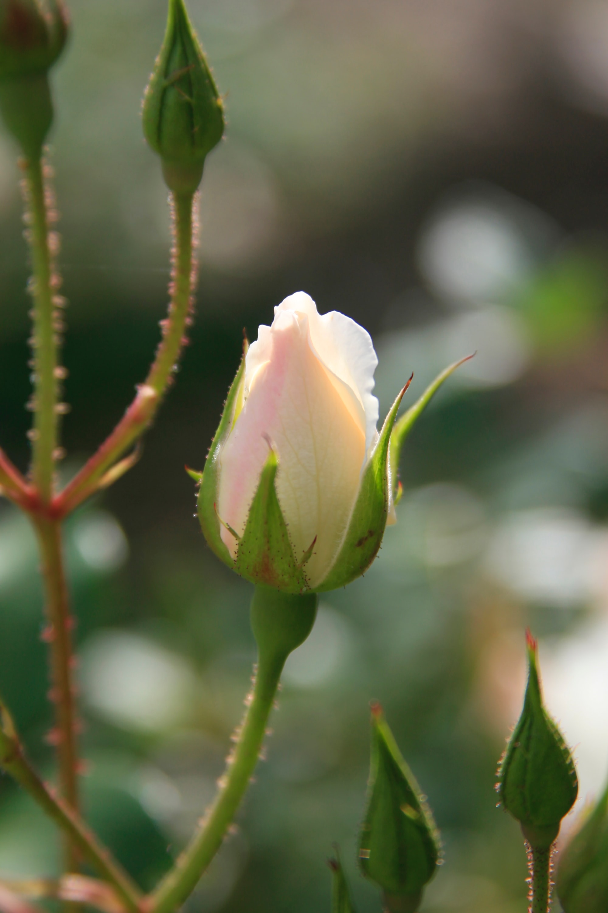 Rosebud Flower: Meaning, Symbolism, and Colors | Pansy Maiden