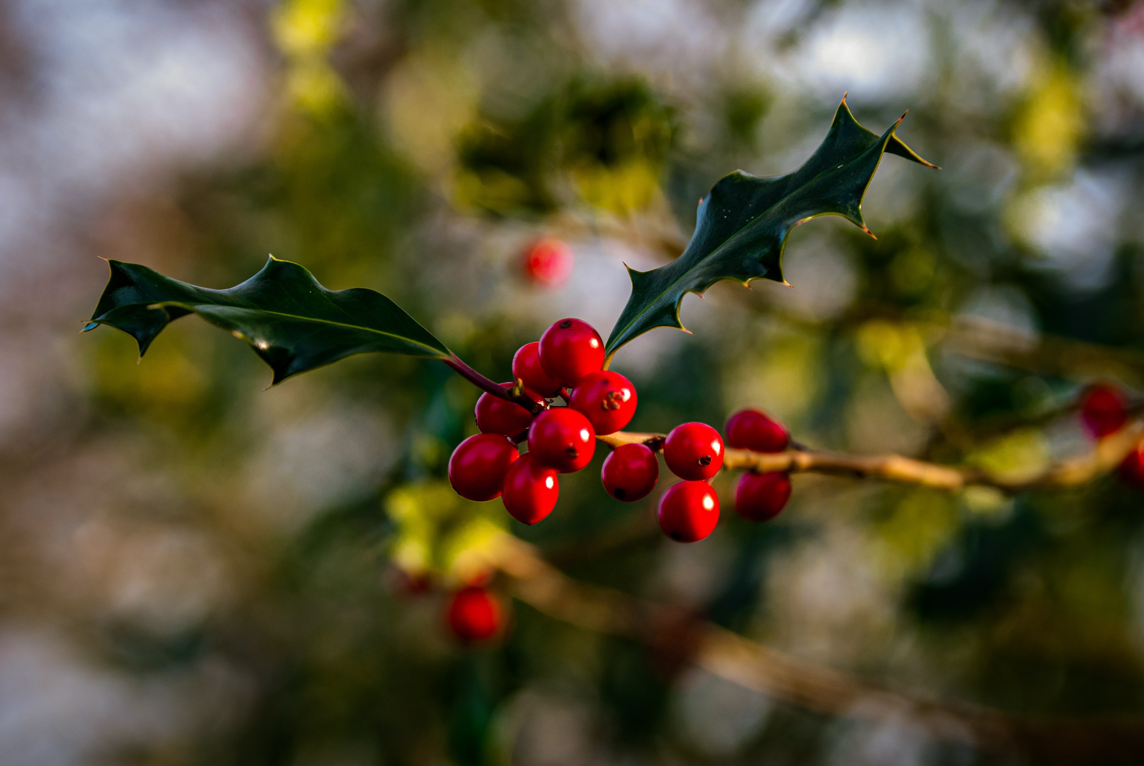 Sprig of Holly with leaves and Berries