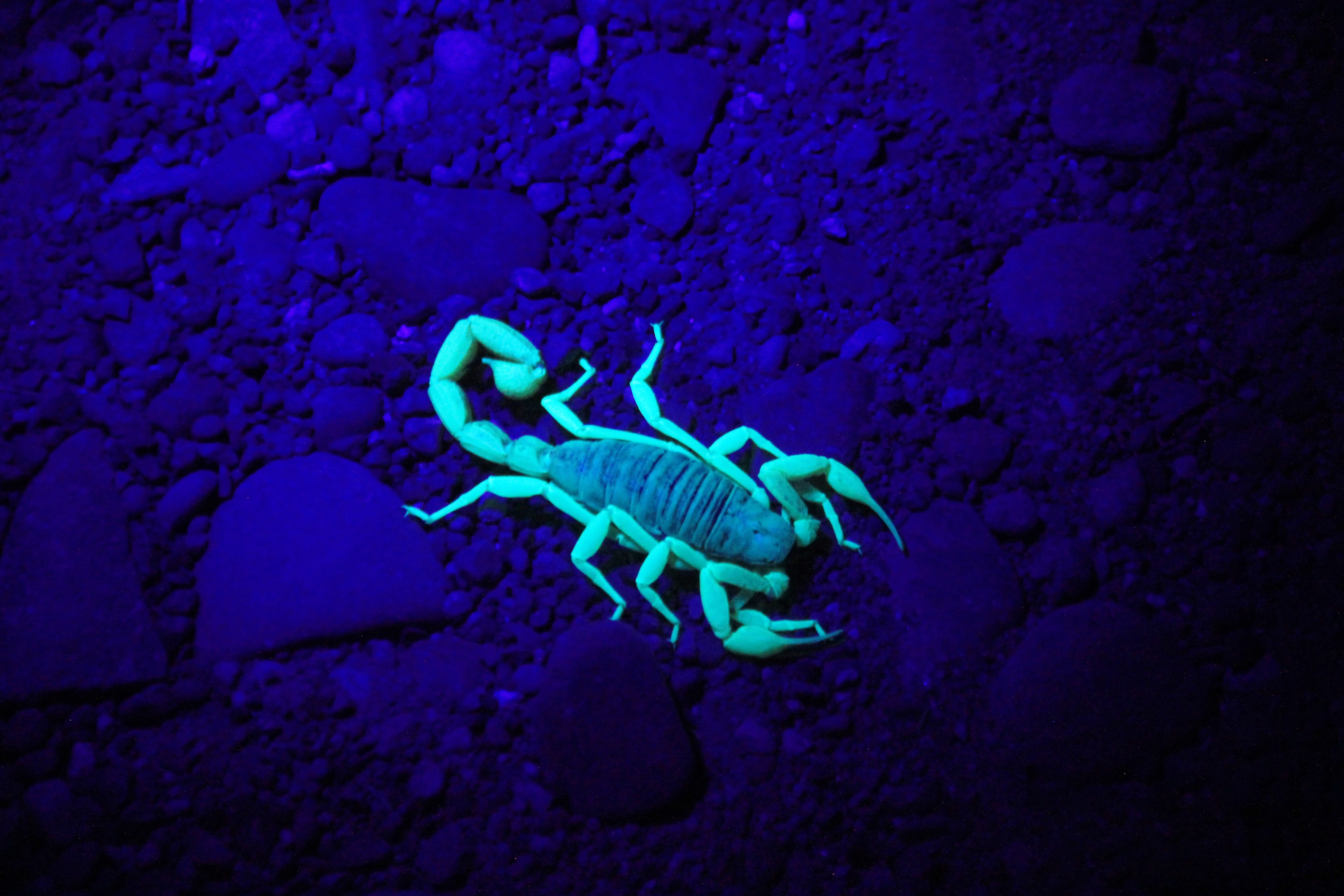 can scorpions climb walls?