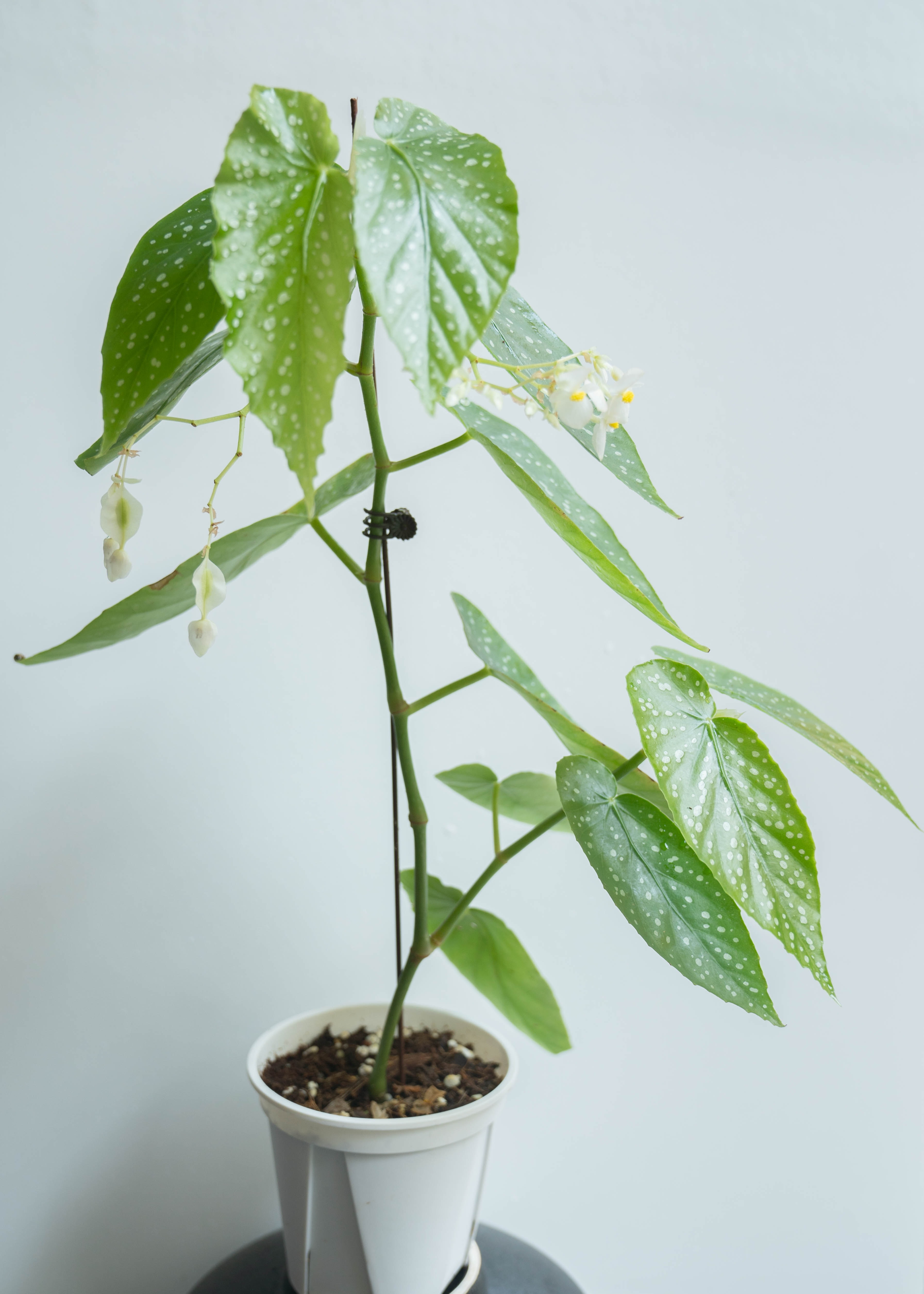 The Essential Guide To Watering Begonia Maculata: Tips And Techniques For Thriving Foliage