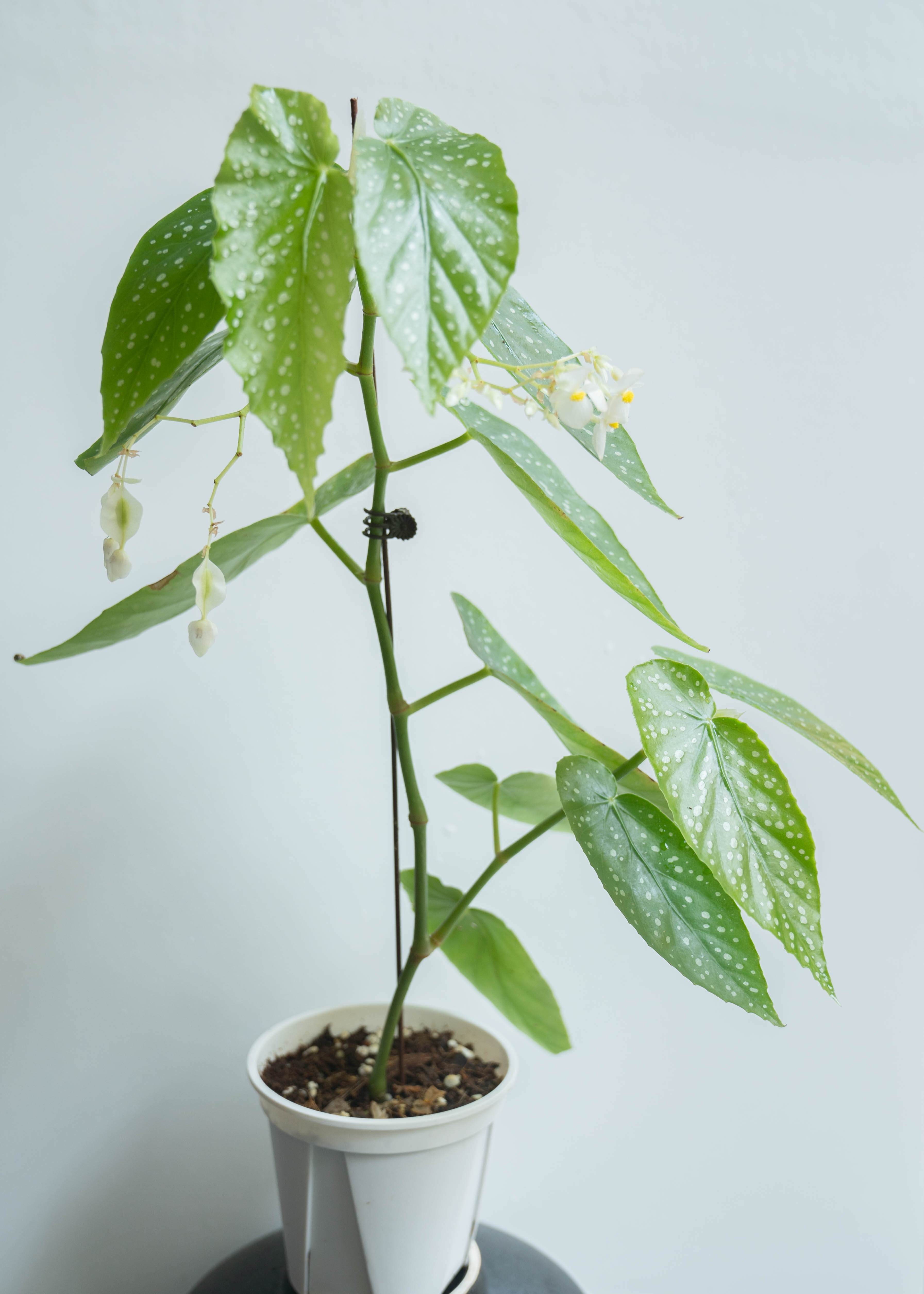 Begonia Maculata Indoor