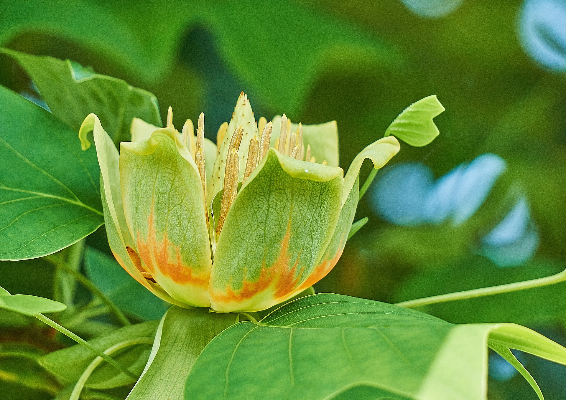 Tulip Tree to Bloom