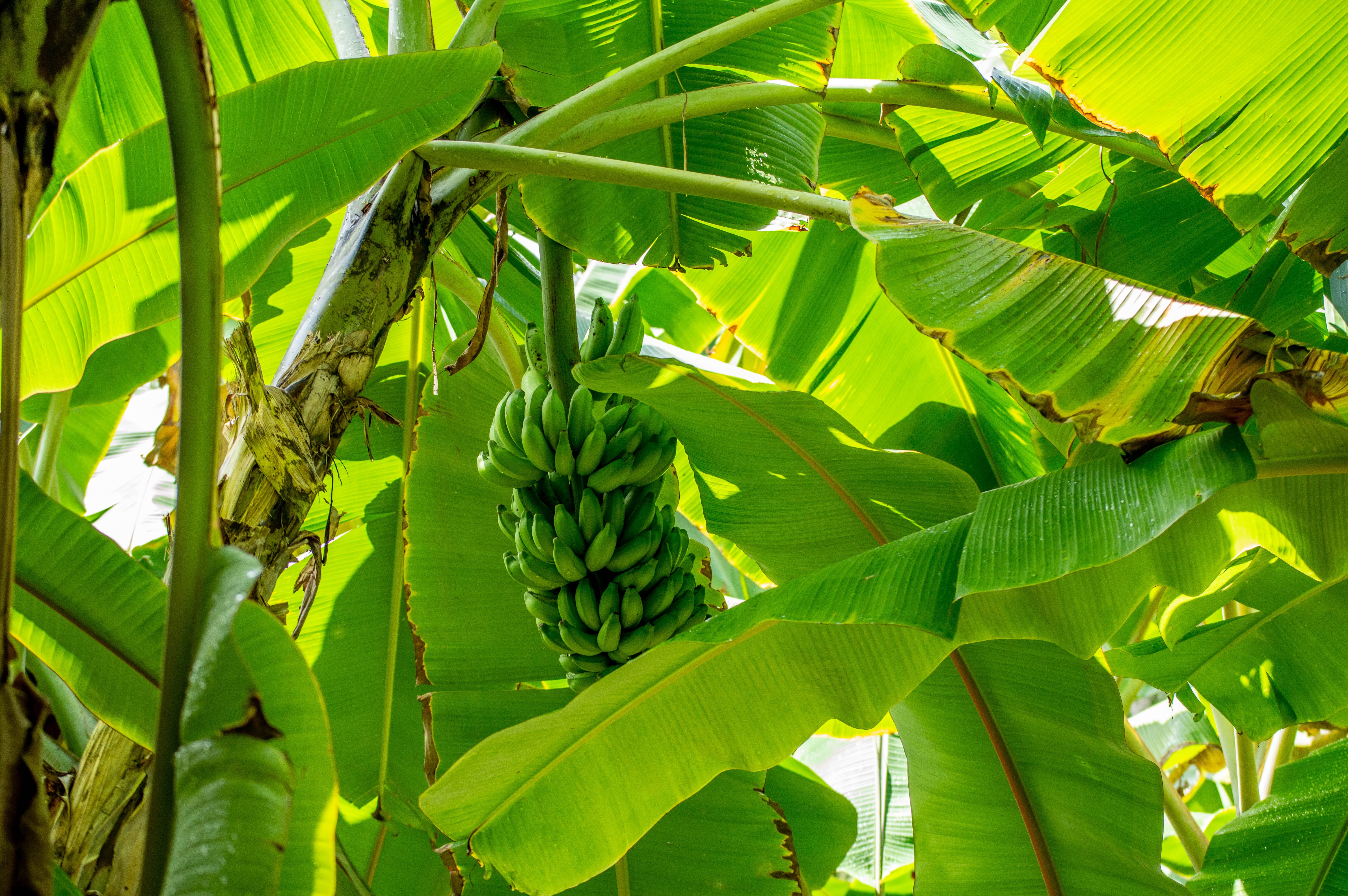 Bananas and Leaves