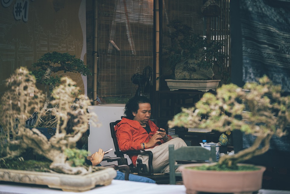 Bonsai tree inside the house