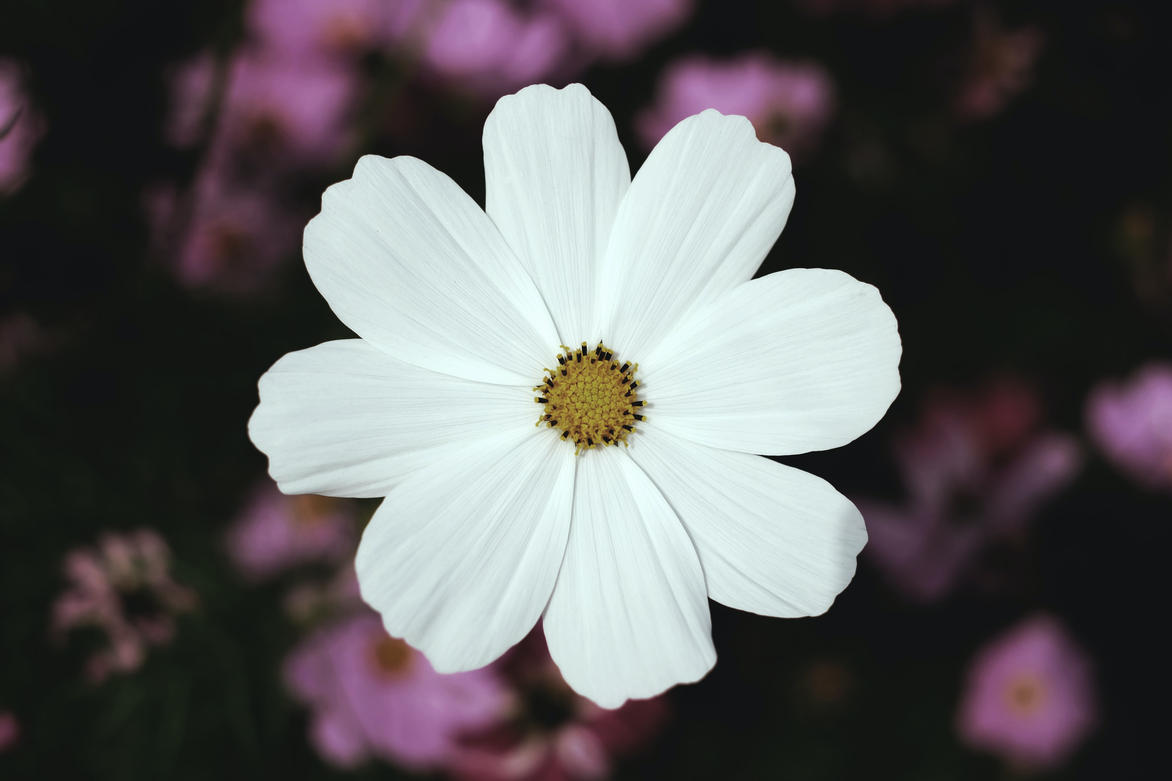 Cosmos Flower Meaning, Symbolism, and Colors Pansy Maiden