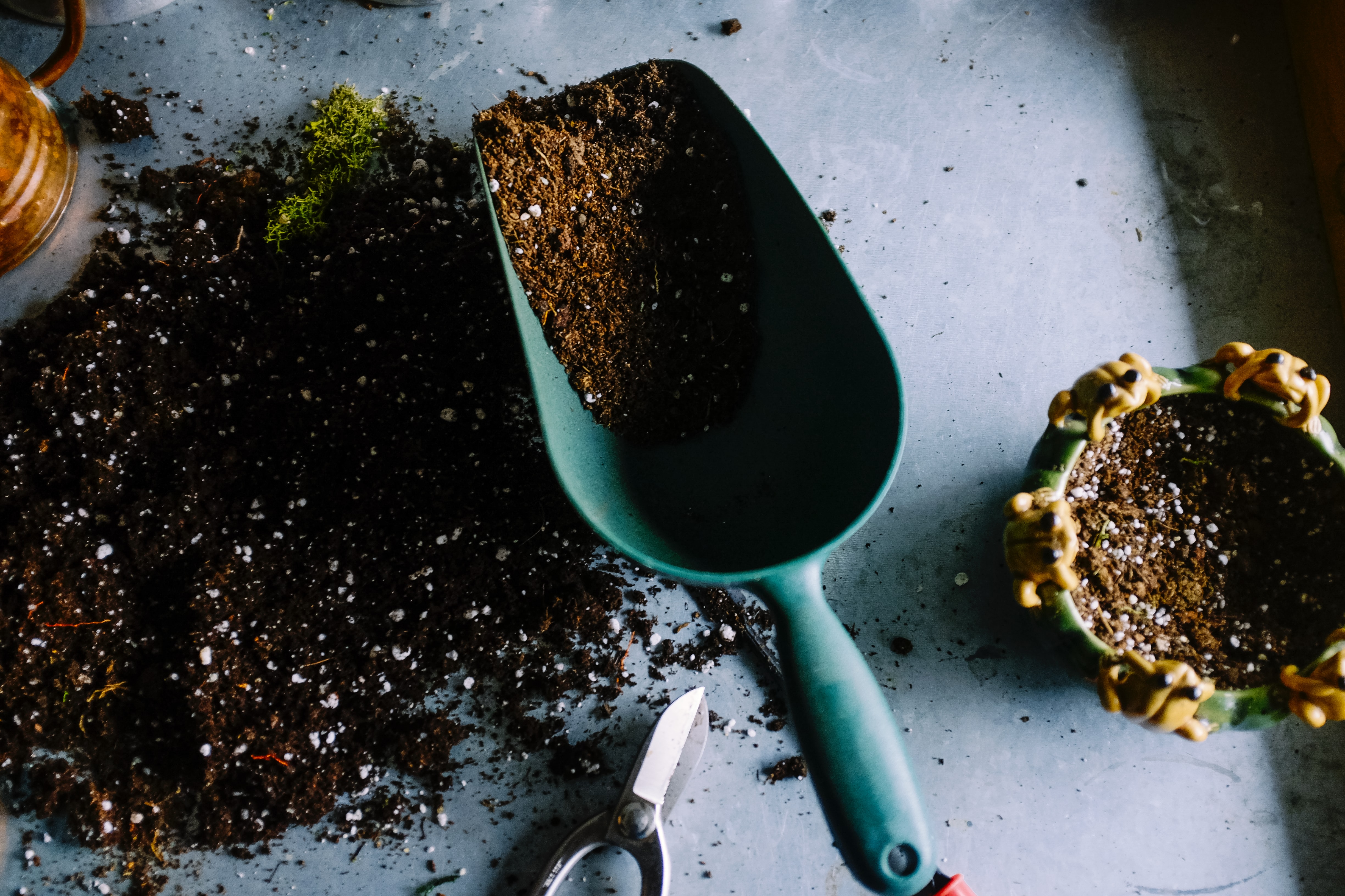 Potting mix and fertilizer for Holly Tree