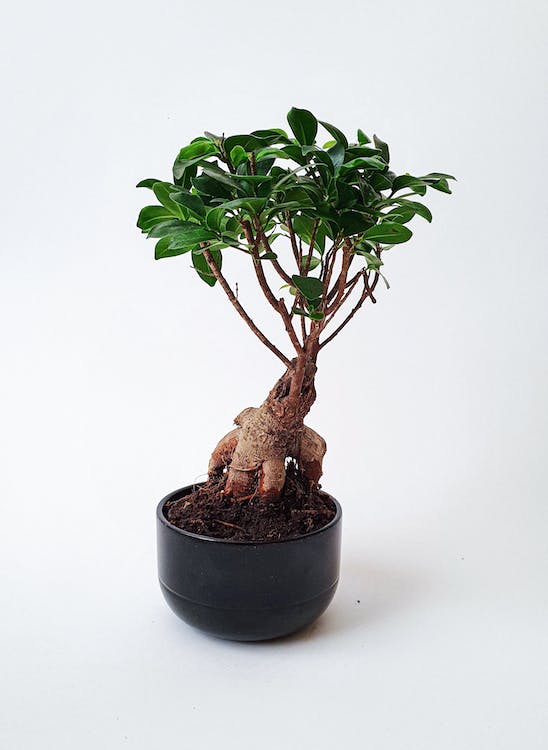 Bonsai Tree in black pot