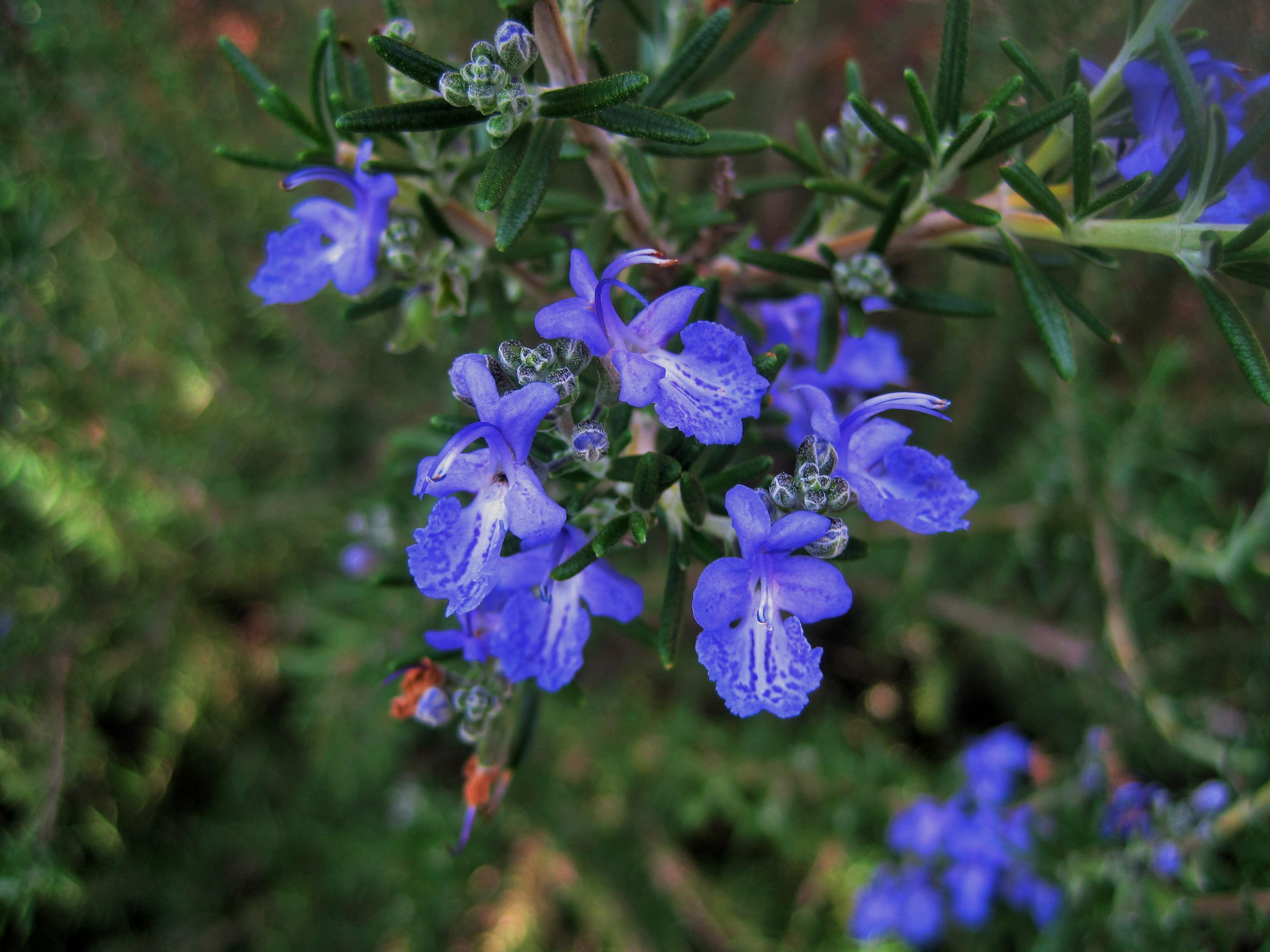 Rosemary Flower Meaning, Symbolism, and Colors Pansy Maiden