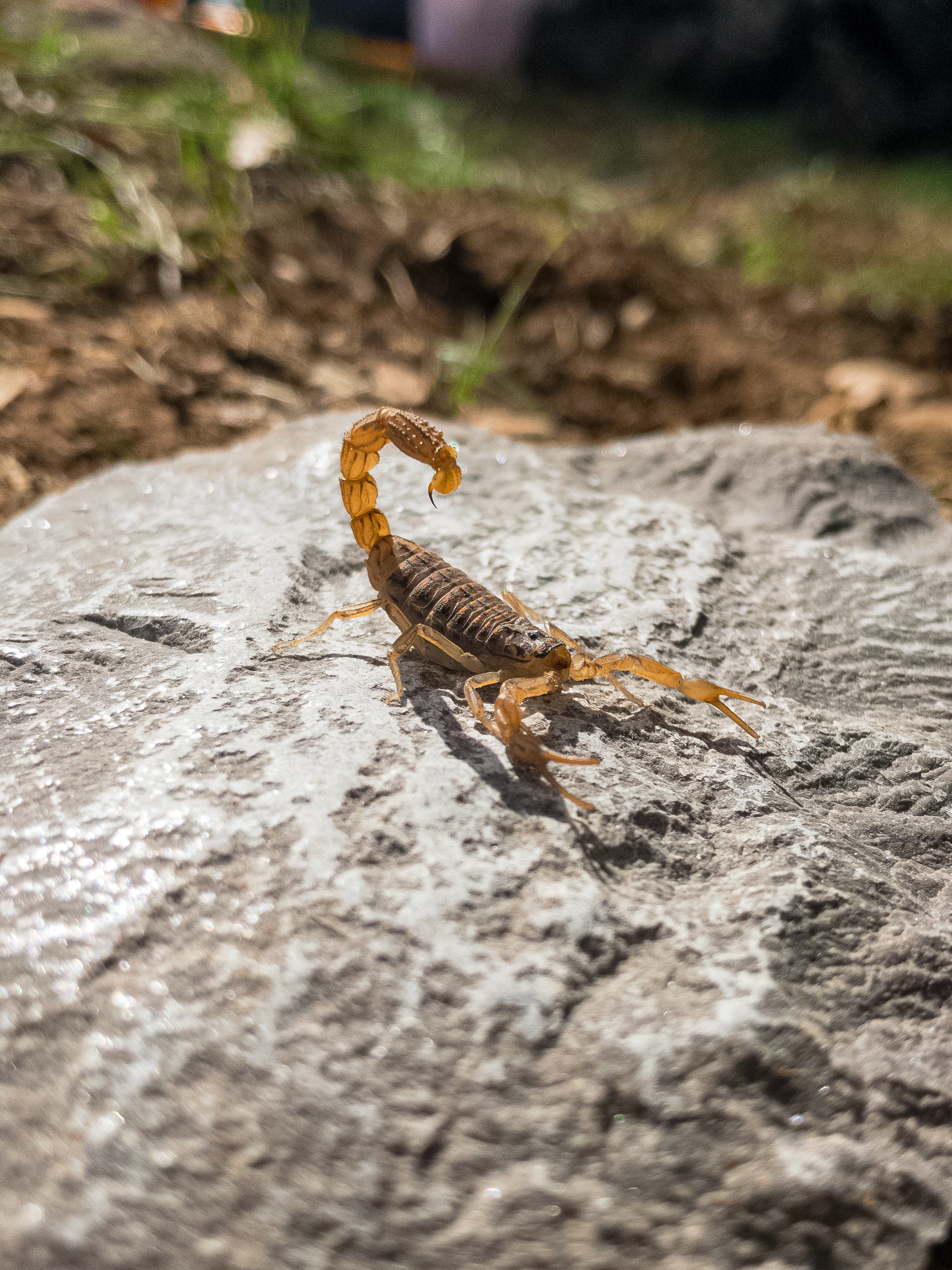 Can scorpions climb walls