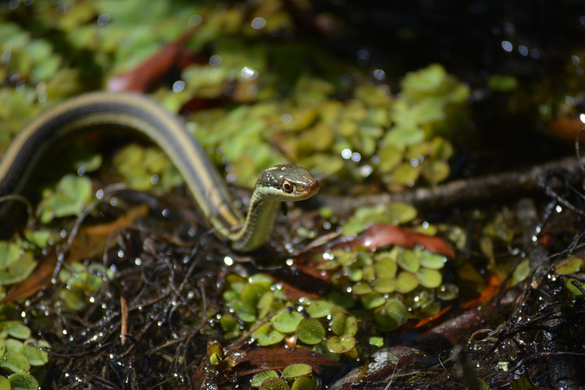 Ribbon Snake vs Garter Snake