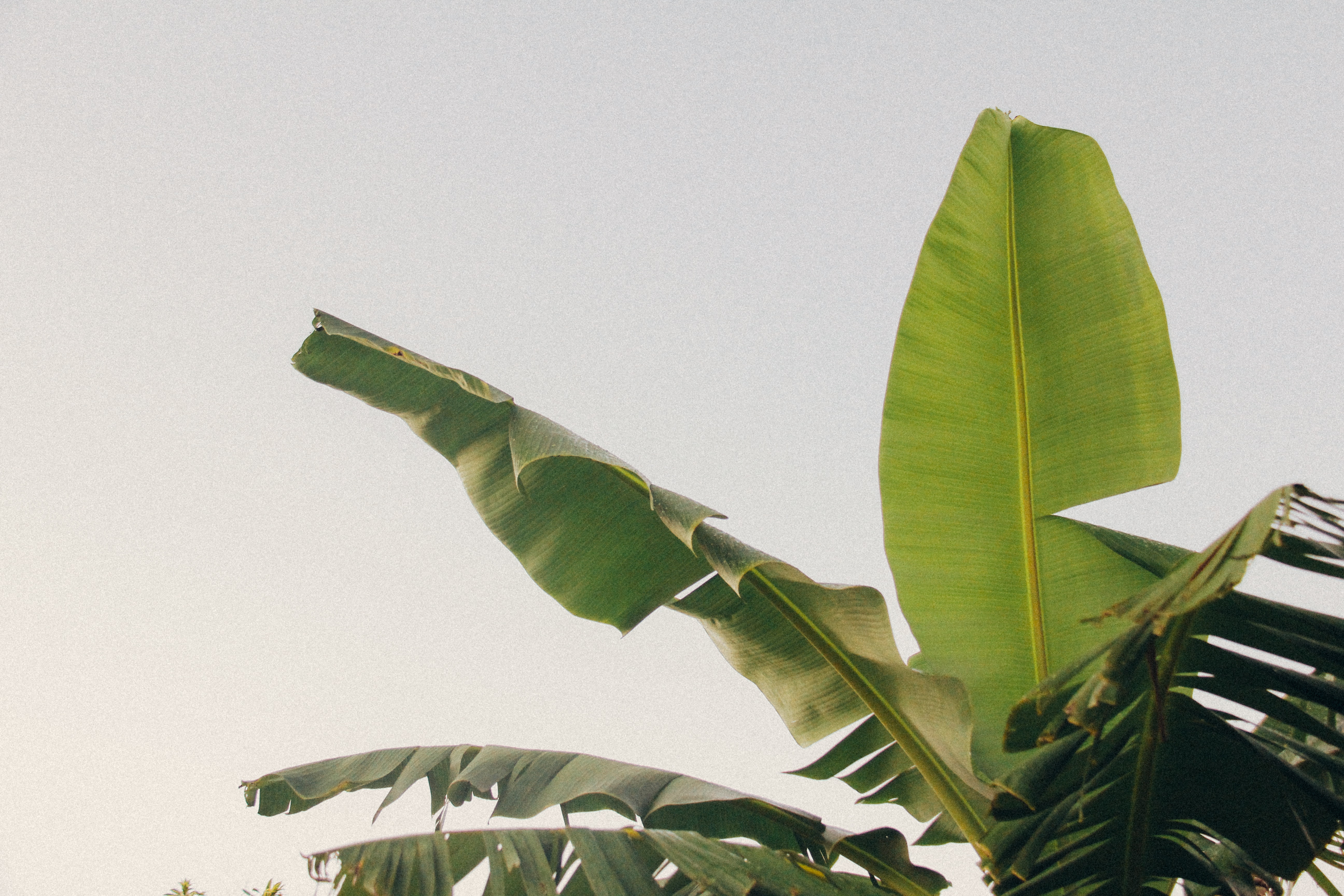 Banana Leaves