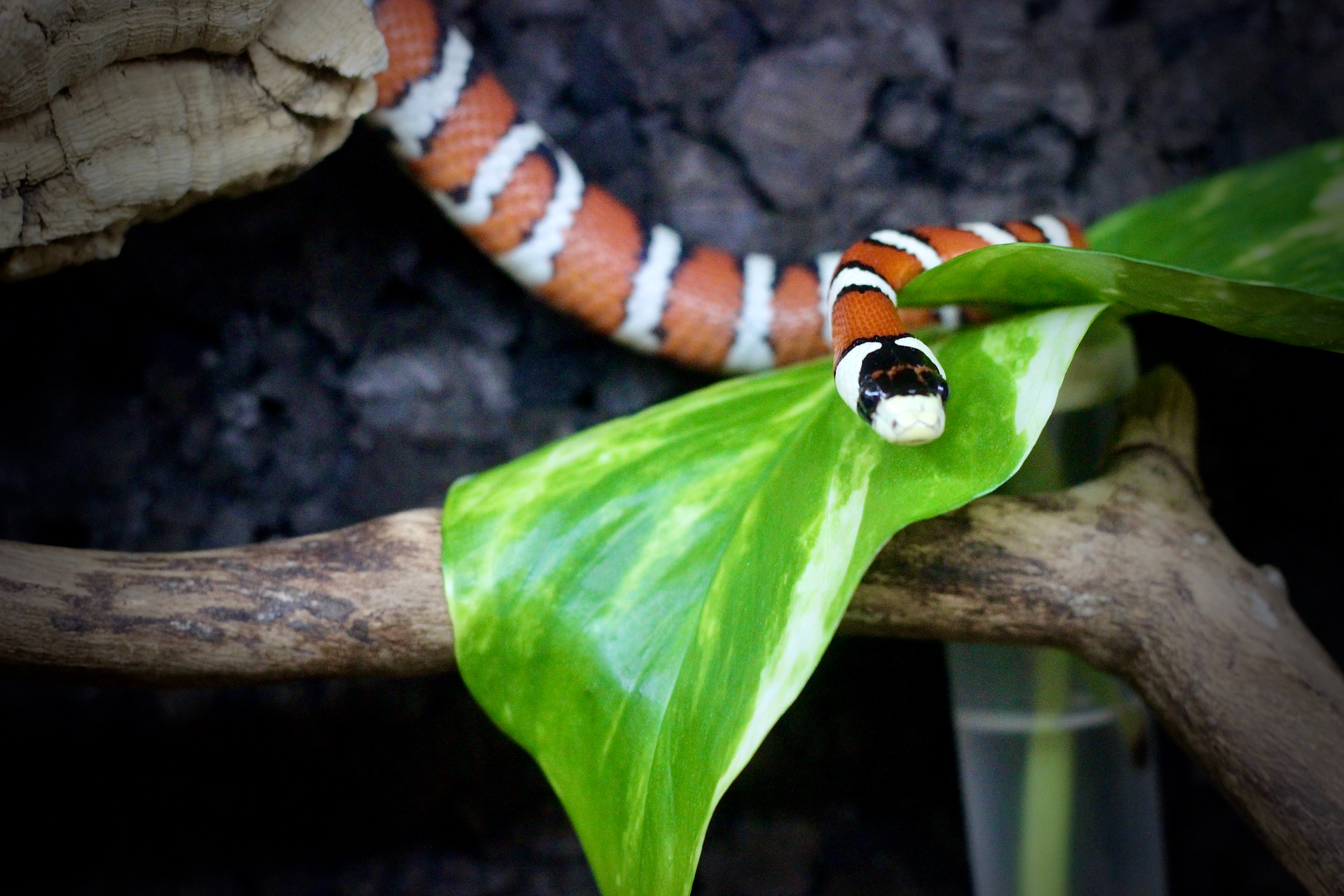 Snake terrarium decor ideas