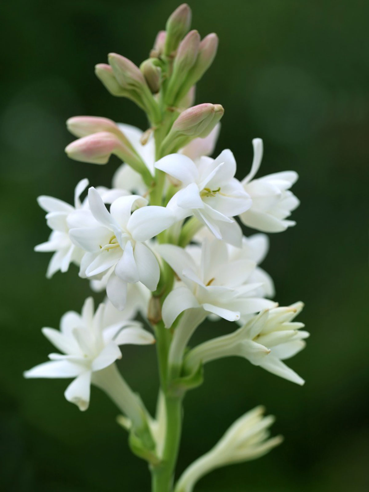 Carnal discount flower meaning